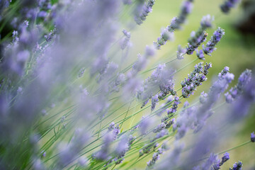 Lavender flowers blooming in bright summer sunlight, vibrant purple blossoms in a joyful meadow, symbolizing peace, beauty, and natural harmony.