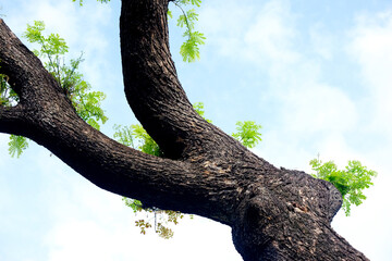 tree in the park