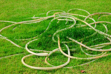 green grass in the garden