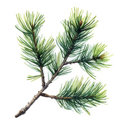 Winter Pine Branch, watercolor illustration vector, isolated on a white background.