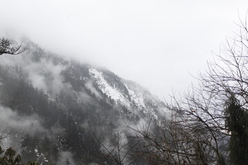 snow covered forest