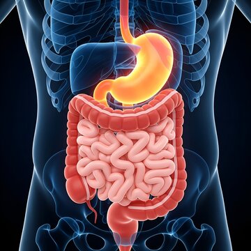 Detailed 3d illustration of the human digestive system with stomach and intestines