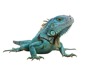 Fototapeta premium Blue Iguana on White Background