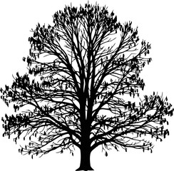 Obraz premium black tree silhouette timeless nature, enduring strength, and peaceful serenity, isolated on transparent background