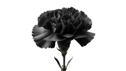 Close-up of a dark gray carnation