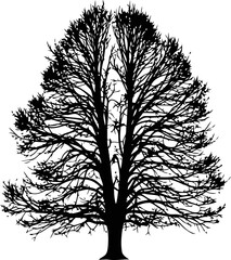 Obraz premium black tree silhouette winters stark elegance, natures enduring spirit, resilient form, isolated on transparent background