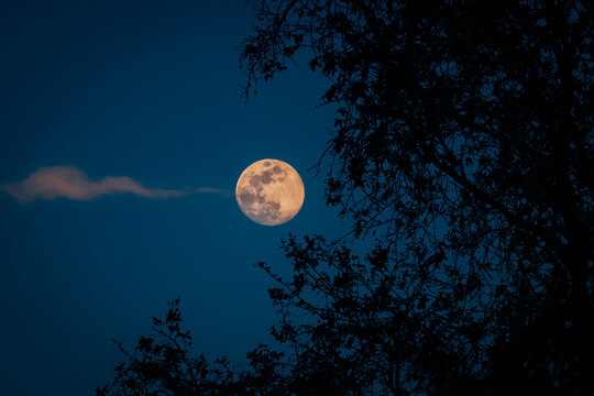 super moon over the tree branches with dark blue sky background 