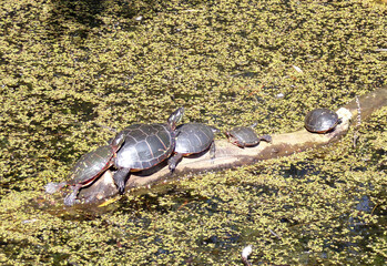 Turtles sitting on trunk in the pond