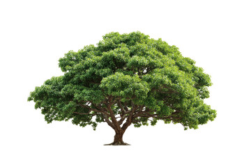 Lush green tree against black background (4)