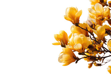 Obraz premium Close-up of vibrant yellow magnolia blossoms
