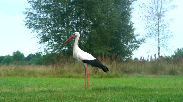 Stork looking for food in the grass. Stork in the wild. Beautiful bird, stork.