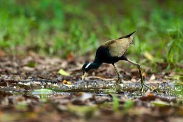 bronzed winged jacana bird in wild natural habitat