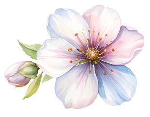 Naklejka premium Watercolor illustration of a single blue and purple flower