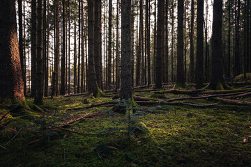 Green forest with sunlight through trees, Dense forest background with tall trees, Peaceful woodland nature landscape