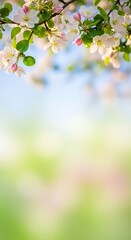 Obraz premium Delicate Pink and White Spring Blossoms on a Branch with Soft Bokeh flowers