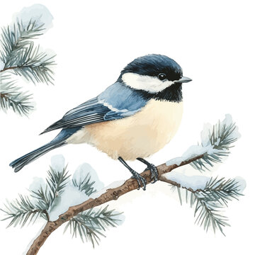 watercolor of Winter Bird Perched Branch, vector, isolated on a white background.
