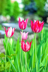 Obraz premium Bicolor pink and white tulips flowers growing in spring garden
