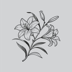 Alstroemeria Detailed Botanical Flower Illustration