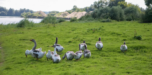 Geese walking through lush green grass by a serene riverbank during daylight hours