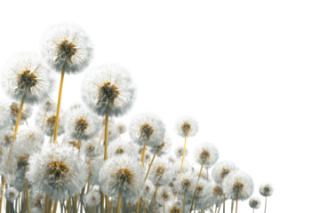 Close-up of many dandelion seed heads