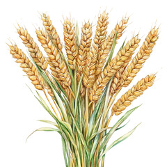 Wheat Bundle, watercolor vector, isolated on a white background.