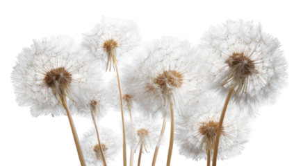 Close-up of dried dandelion seed heads