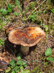 Russula mushroom in summer forest
