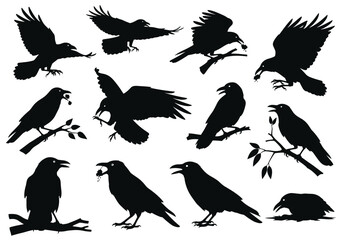 Obraz premium Collection of silhouette black birds perched and flying with natural elements