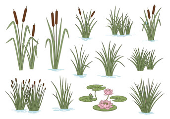 Collection of wetland aquatic plants and reeds growing in water with lily pads and flowers