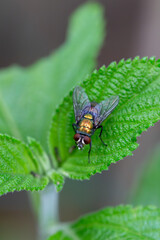 Mosca