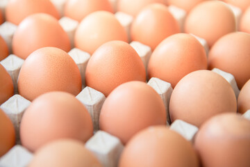 Farm fresh eggs in the cardboard package 