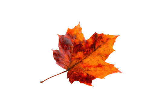 An autumnal maple leaf against a black background.  Vibrant colors