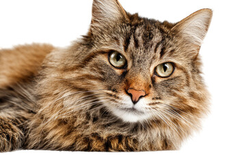 Close-up of a tabby cat (1)