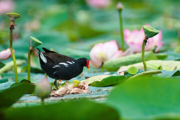 common coot in a lotus flower pond