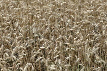 Image-filling ears of grain in a field