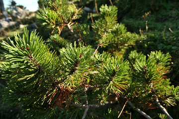 Detail of green coniferous vegetation