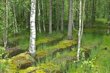 Birch trees in a green marsh landscape in Northern Europe