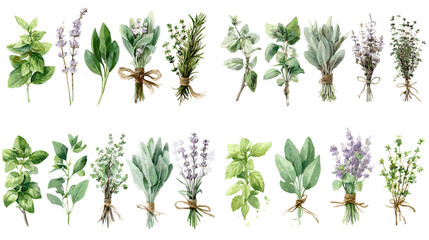 Watercolor illustration of fresh herb bundles including lavender, basil, sage, thyme, and mint tied with rustic string, perfect for culinary and botanical design.