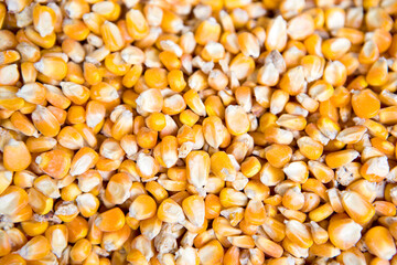 Background of dried corn seeds