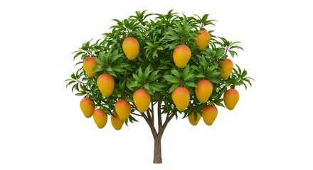 Mango tree with fruit isolated on white background