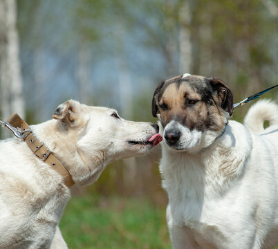 Two cute mongrel dogs on a walk