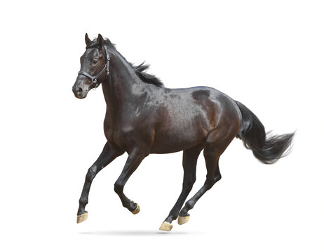 Fading black welsh pony horse isolated on white