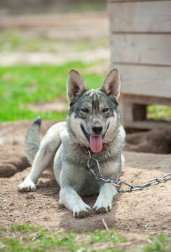 Mixed breed dog near the dog house on a chain