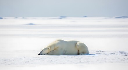 A polar bear resting on a snowy expanse, enjoying a moment of peace.