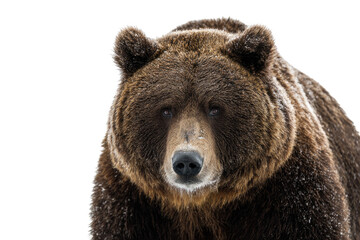 Fototapeta premium Close-up of a brown bear's head