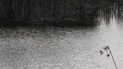 Ripples On Pond With Green Reeds In Background Wetlands Petaluma California
