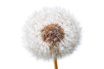 Close-up of a dandelion seed head (20)