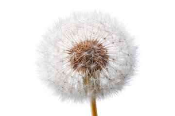 Close-up of a dandelion seed head (20)