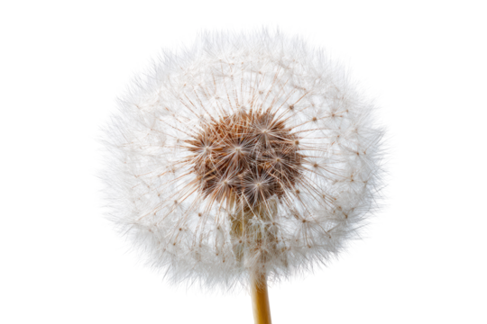 Close-up of a dandelion seed head (20)