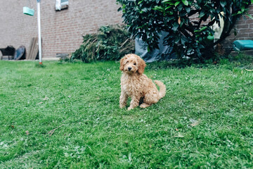 Dog enjoying the garden and feeling comfortable